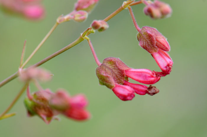 Mirabilis coccinea, Scarlet Four O'clock